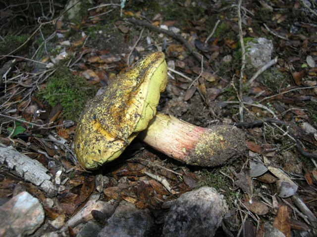 Boletus junquilleus???